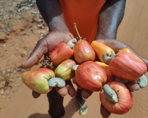 Ghana zo groeien cashewnoten
